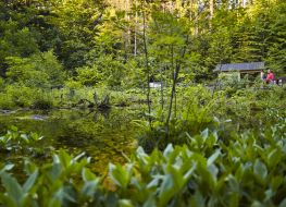 Olczyska Valley Protection of amphibians and reptiles