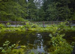 Olczyska Valley Protection of amphibians and reptiles