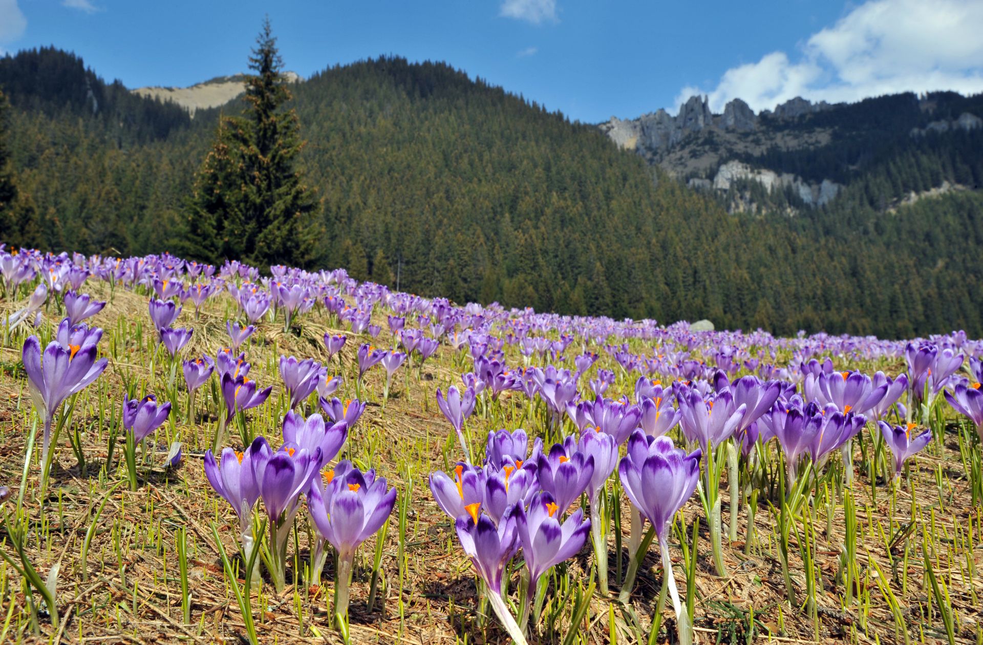 Zdjęcie promujące Zakopane