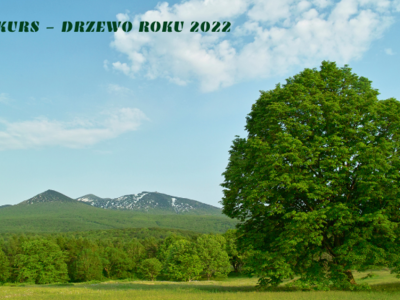 Obraz przedstawiający: Lipa z Pardałówki w konkursie na "Drzewo Roku 2022"