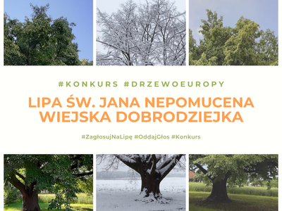 Obraz przedstawiający: Europejskie Drzewo Roku 2021