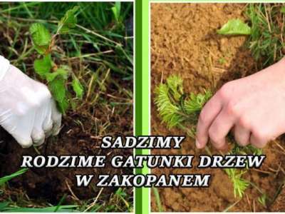 Obraz przedstawiający: Akcja sadzenia drzew i krzewów rodzimych ODWOŁANA