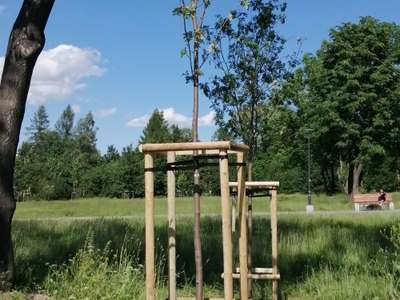 Obraz przedstawiający: Prace w obrębie zadrzewienia na terenie Gminy Miasto Zakopane