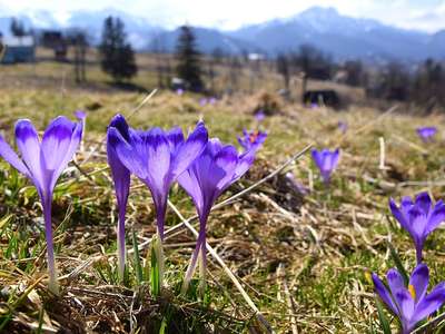 Obraz przedstawiający: Zakopane na weekend 8-9 maja