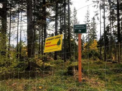 Obraz przedstawiający: Odnowienie regla dolnego