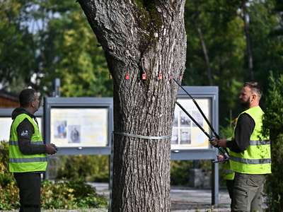 Obraz przedstawiający: Prace dendrologiczne w obrębie zadrzewienia gminnego