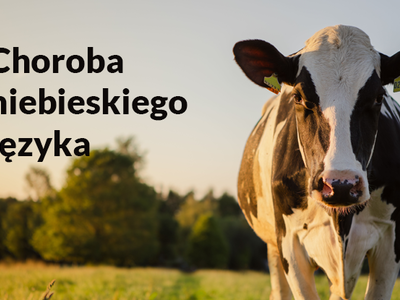 Obraz przedstawiający: Uwaga na chorobę niebieskiego języka